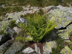 Athyrium distentifolium