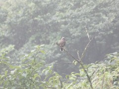 Trochalopteron elliotii