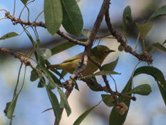Zosterops anderssoni