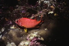 Sargocentron spiniferum