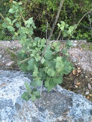 Malacothamnus aboriginum