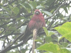 Carpodacus vinaceus