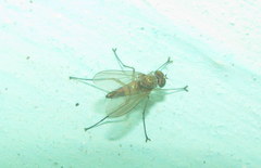 Diaphorus