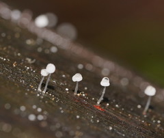 Mycena piringa