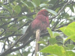 Carpodacus vinaceus