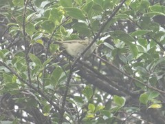 Sylviparus modestus