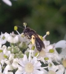 Anthophila