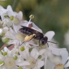 Anthophila