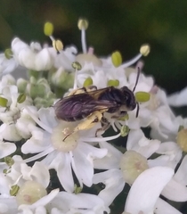 Anthophila