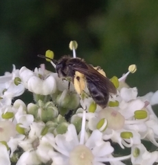 Anthophila