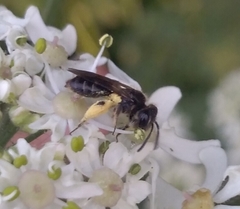 Anthophila