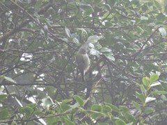 Sylviparus modestus