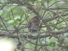 Carpodacus vinaceus