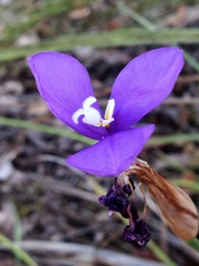 Patersonia occidentalis