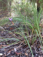 Patersonia occidentalis