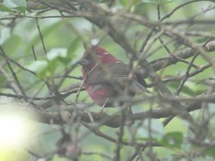 Carpodacus vinaceus