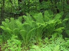 Matteuccia struthiopteris