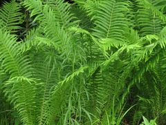 Matteuccia struthiopteris