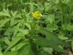 Ranunculus chinensis