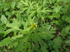 Ranunculus chinensis