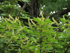 Acer ukurunduense