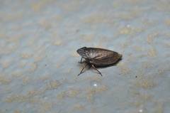 Planaphrodes nigricans