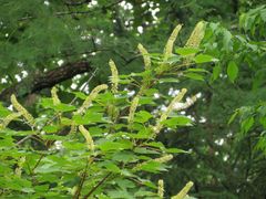 Acer ukurunduense