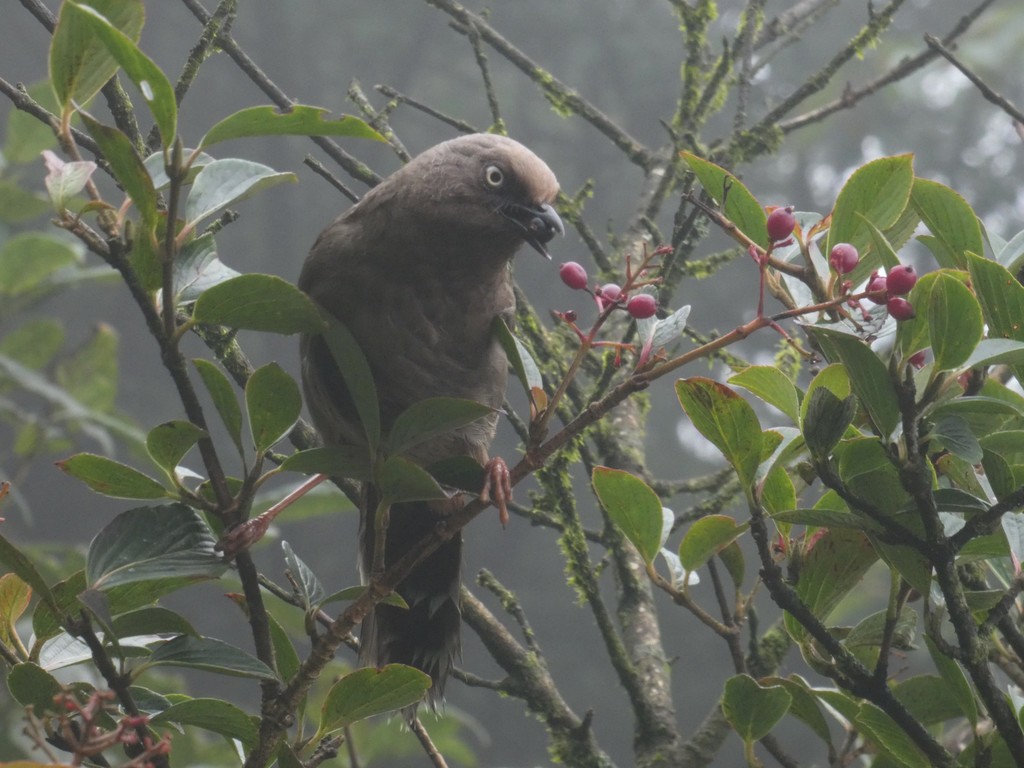 Elliot's Laughingthrush