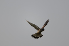Falco tinnunculus