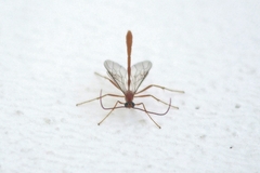 Enicospilus