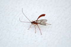 Enicospilus