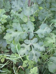 Heracleum sphondylium