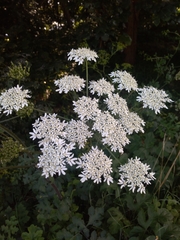 Heracleum sphondylium
