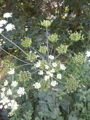 Heracleum sphondylium