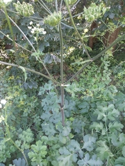 Heracleum sphondylium