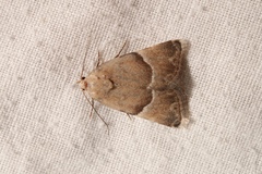 Eublemma blandula