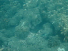 Halichoeres chloropterus