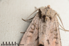 Ichneutica skelloni