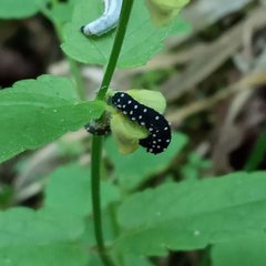 Athalia scutellariae