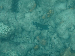 Cephalopholis formosa