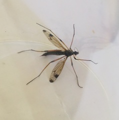 Dictenidia bimaculata