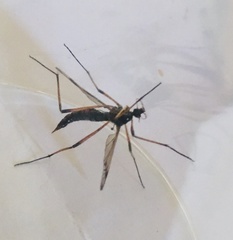 Dictenidia bimaculata