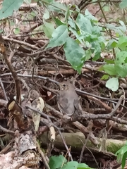 Turdus philomelos