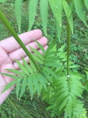 Valeriana officinalis