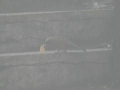 Trochalopteron elliotii