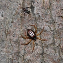 Iridomyrmex rufoniger