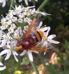 Volucella zonaria