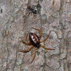 Iridomyrmex rufoniger