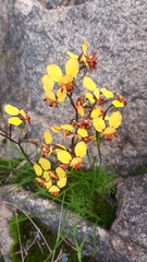 Diuris brumalis