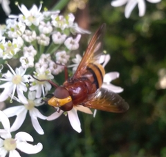 Volucella zonaria